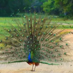 Kumana Bird Sanctuary - Amparai