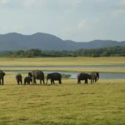 Maduru Oya National Park - Amparai