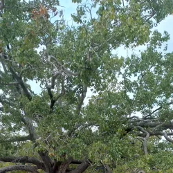 Abhayagiri Monastery - Anuradhapura