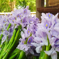 Samadhi Buddha Statue - Anuradhapura