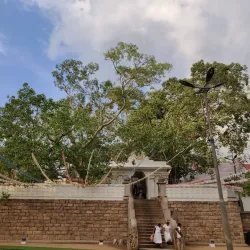 Sri Maha Bodhi - Anuradhapura