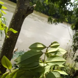 Kelani River - Avissawella