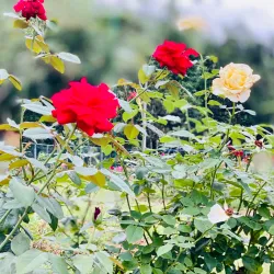 Seethawaka Botanical Garden - Avissawella