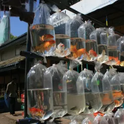 Aluthgama Market - Beruwala