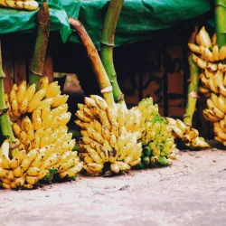 Aluthgama Market - Beruwala