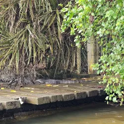 Bentota River Safari - Beruwala