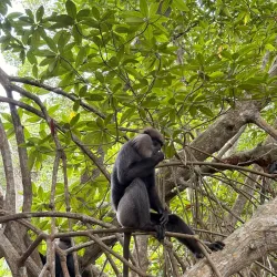 Bentota River Safari - Beruwala