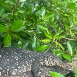 Bentota River Safari - Beruwala