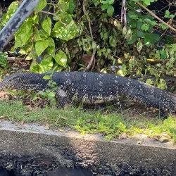 Bentota River Safari - Beruwala