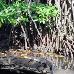 Bentota River Safari - Beruwala
