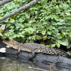 Bentota River Safari - Beruwala