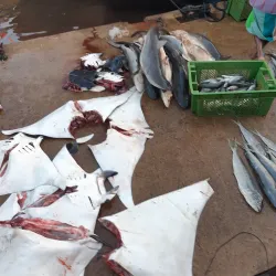 Beruwala Fish Market - Beruwala