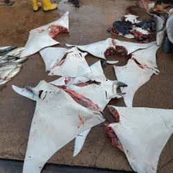 Beruwala Fish Market - Beruwala