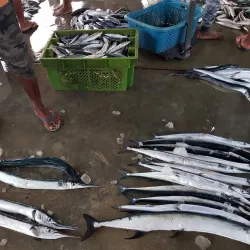 Beruwala Fish Market - Beruwala