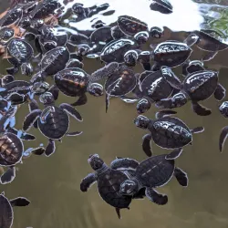 Kosgoda Turtle Hatchery - Beruwala