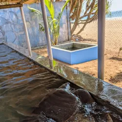 Kosgoda Turtle Hatchery - Beruwala