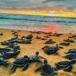 Kosgoda Turtle Hatchery - Beruwala