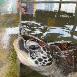 Kosgoda Turtle Hatchery - Beruwala