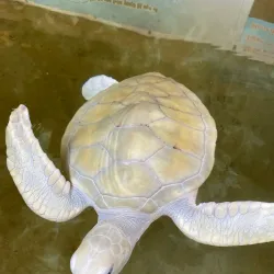 Kosgoda Turtle Hatchery - Beruwala