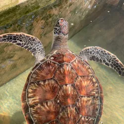 Kosgoda Turtle Hatchery - Beruwala