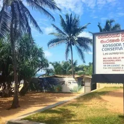 Kosgoda Turtle Hatchery - Beruwala
