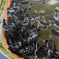 Kosgoda Turtle Hatchery - Beruwala