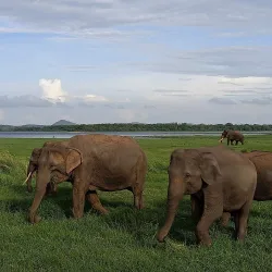 Minneriya National Park - Dambulla