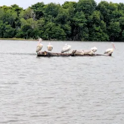Muthurajawela Marsh - Gampaha