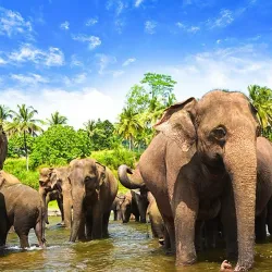 Pinnawala Elephant Orphanage - Gampaha