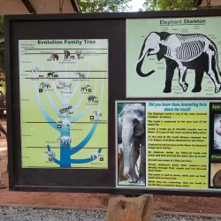 Pinnawala Elephant Orphanage - Gampaha