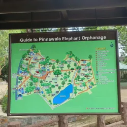 Pinnawala Elephant Orphanage - Gampaha