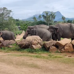 Pinnawala Elephant Orphanage - Gampaha