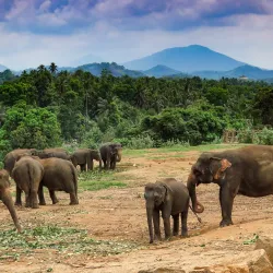 Pinnawala Elephant Orphanage - Gampaha