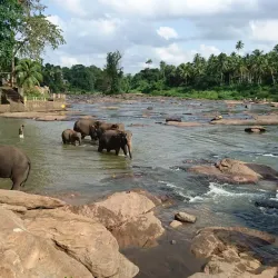 Pinnawala Elephant Orphanage - Gampaha