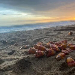 Wadduwa Beach - Gampaha