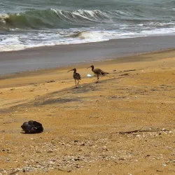 Wadduwa Beach - Gampaha