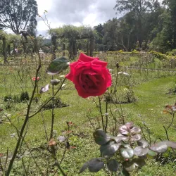 Victoria Park - Gampola