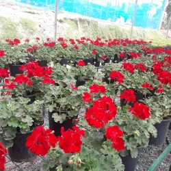 Boralanda Farm - Haputale