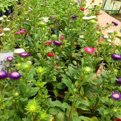 Boralanda Farm - Haputale