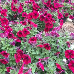 Boralanda Farm - Haputale