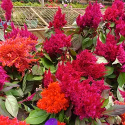 Boralanda Farm - Haputale