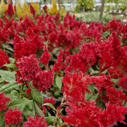 Boralanda Farm - Haputale