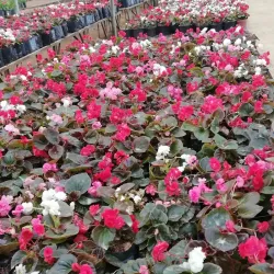 Boralanda Farm - Haputale