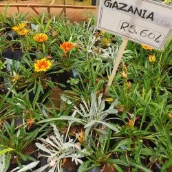 Boralanda Farm - Haputale