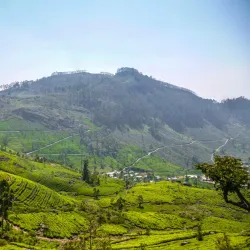 Haputale Tea Plantations - Haputale