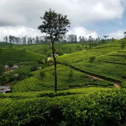 Haputale Tea Plantations - Haputale