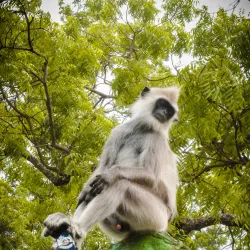 Kataragama Devalaya - Haputale