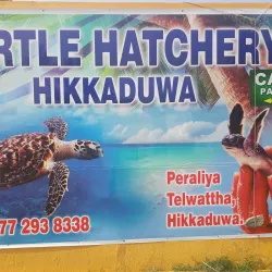 Hikkaduwa Turtle Hatchery - Hikkaduwa
