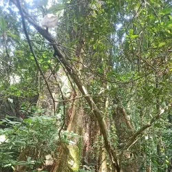 Kiriella Waterfall - Horana