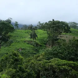 Sinharaja Forest Reserve - Horana